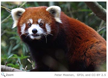 red panda