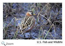 Red Phalarope