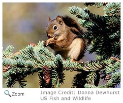 Red Squirrel