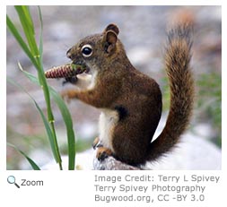 Red Squirrel