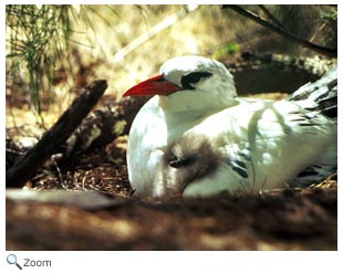 Red-tailed tropicbird