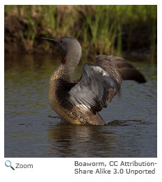 Red-throated Loon