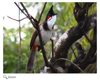 red-whiskered bulbul