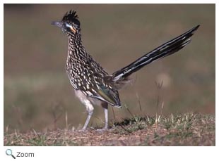 Roadrunner