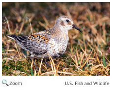 Rock Sandpiper