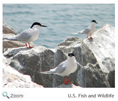 Roseate Tern