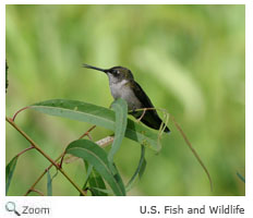 Ruby-throated Hummingbird