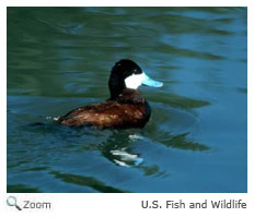 Ruddy Duck