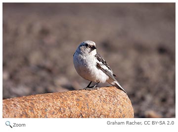 darkeyed junco