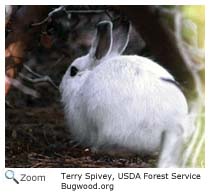 snowshoe hare