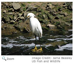 Snowy Egret