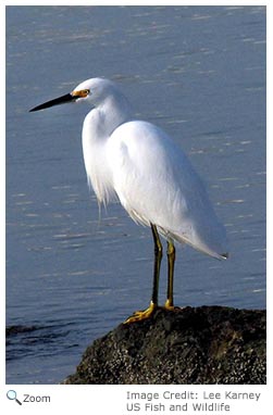 Snowy Egret