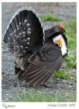 sooty Grouse