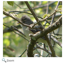 southern beardless tyrannulet