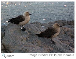 South Polar Skua