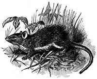 spiny rat