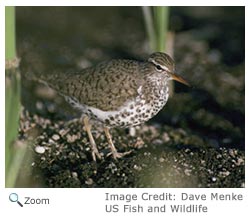 Spotted Sandpiper