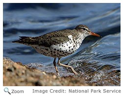 Spotted Sandpiper