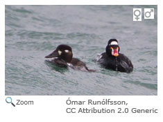 Surf Scoter