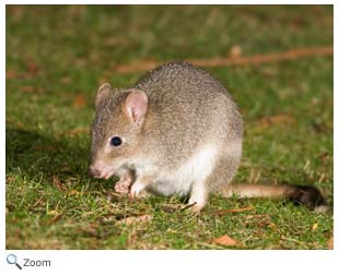 Tasmanian Bettong