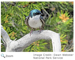 Tree Swallow