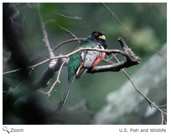 trogon