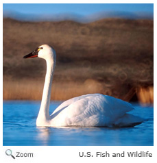 Tundra Swan