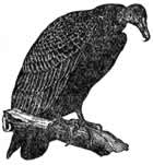 turkey vulture