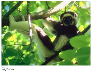 Verreaux Sifaka 