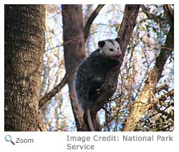 Opossum