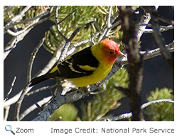 Western Tanager