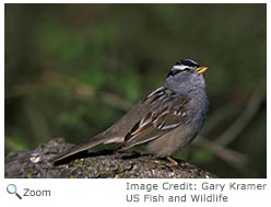 White-crowned Sparrow