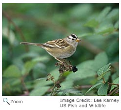 White-crowned Sparrow