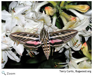 White-lined Sphinx