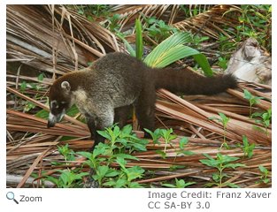 White-nosed Coati