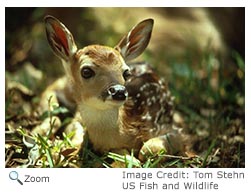 White-tailed Deer