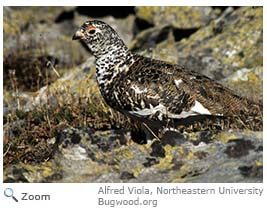 White-tailed Ptarmigan