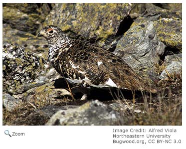 White-tailed Ptarmigan