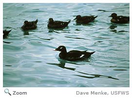 white-winged scoter