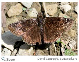 wild indigo duskywing