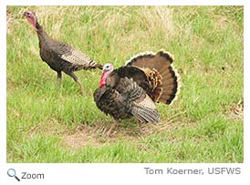 Wild Turkey