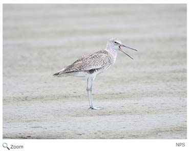 Willet