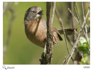 Wrentit