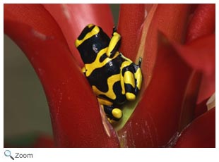 Yellow-banded Poison Frog