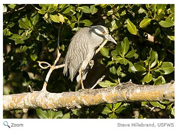 Yellow-crowned Night heron